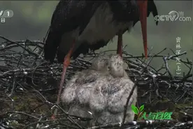 人与自然：天空突降大雨，黑鹳父母竟用身体充当幼鸟的伞，太感人视频封面