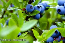 助力健康中国 玉米里的花青素“基因智造厂”图片