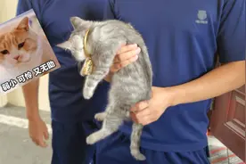 铲屎官神操作，3万元金镯卡住猫头！灵魂拷问：保猫还是保镯子？图片