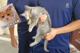 神操作！3万元金镯卡住猫头！灵魂拷问：保猫还是保镯子？图片