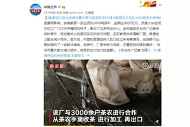 歙县洪灾茶企3千吨茶叶被泡损失9千万，负责人：努力自救图片