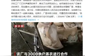 歙县洪灾茶企3千吨茶叶被泡损失9千万，负责人：努力自救图片