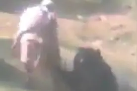印度55岁男子上班途中遭黑熊“熊抱”被严重抓伤 幸得路人相救图片