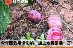 云求助 | 20多万斤李子熟了没人摘 种植户无奈将熟落的李子喂鸡鸭图片