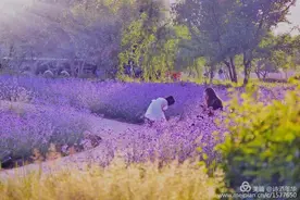 【视觉金昌】紫金花儿艳图片