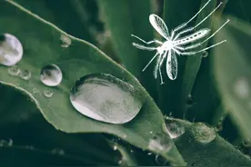 快收好这份“蚊子预报地图”图片