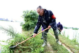 江西抚州市东乡区：七旬老党员奋战抗洪一线图片