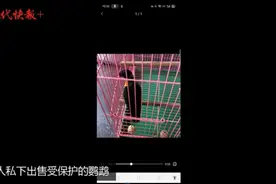 二手平台频现非法出售鹦鹉信息，卖家说“不拿出去招摇就没事”图片