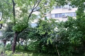 小区里的私家果树挡光遮视线惹蚊虫，有的“点赞”有的“吐槽”图片