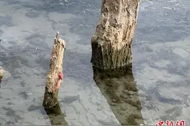 外来物种福寿螺入侵洱海 大理“地毯式”除螺图片