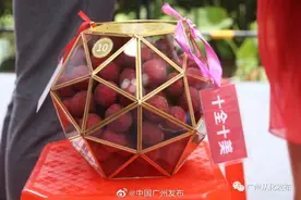 20万一份荔枝！广州从化这棵世界最大荔枝皇古树拍出“天价”图片