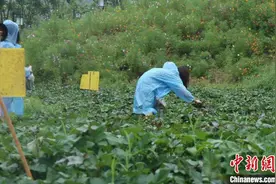 雨中的都市田园生活：留住乡愁“农事忙”图片