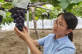 新时代奋斗者｜马陆葡萄的甜蜜背后，有她12年的默默付出图片