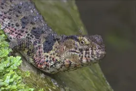广西贺州保护区迎来39条国家I级重点保护野生动物鳄蜥宝宝出生图片