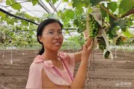 “喝矿泉水”长大的葡萄树结果了！博兴曹王镇与中国农科院合力打造优质葡萄种植区图片