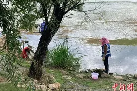 大理“重金悬赏”清理福寿螺，“是一场持久战”图片