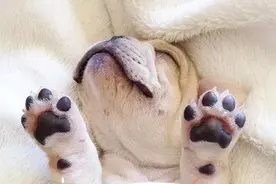 金属也会累？图片