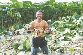 “藕”遇致富路图片