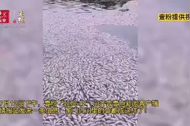 震惊！徒骇河莘县段漂起大量死鱼，已持续多日图片