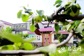 宿豫区顺河街道：“金果”压枝自摇曳 千亩酥梨醉游人图片