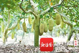 海南周刊｜波罗蜜：旧时广州树 今日琼州宝图片