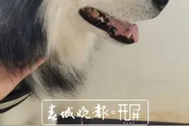 一岁阿拉斯加与主人失联街头险遇车祸，云南昌宁交警发帖帮它回家图片