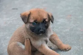 我的宠物｜我在城里养了一只土狗图片