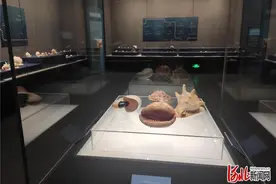 河北省博喊你来看贝类动物的世界图片