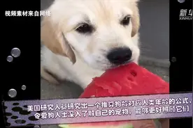 科学家研究出人狗年龄对应公式