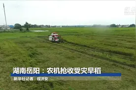 湖南岳阳：农机抢收受灾早稻视频封面