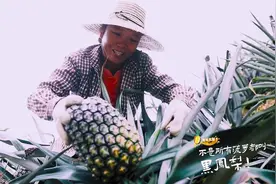 比西瓜多汁，比糖果甜润，不是所有菠萝都叫黑凤梨｜寻找南方优品⑦图片