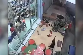 机灵狗子走丢找不到家 到曾就诊的兽医诊所“求助”图片