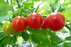 西红柿长不大的原因和应对措施图片