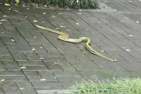 “大花蛇”闯入小区引热议 小区保安擒住后放生图片