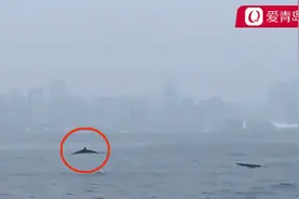 鲸鱼出没青岛三浴近海 很有可能是虎头鲸图片