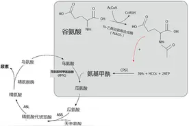 临床必备｜除了肝硬化，这些原因也可导致高氨血症性脑病图片