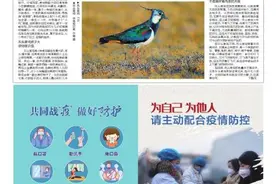 它世界第381期 陕西两种会飞的鸡 灰头麦鸡和凤头麦鸡虽带“麦”字 但麦田中可不容易见到图片