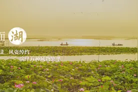 美景山东‖微山湖：昔日抗倭战场，今朝亚洲第一湿地图片