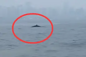 鲸鱼出没青岛三浴近海，或为虎头鲸图片