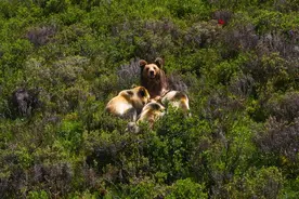 航拍熊出没！记者偶遇棕熊一家四口，熊妈镜头下淡定“奶娃”图片