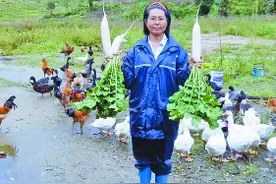高山上的“农家乐”图片