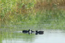香蒲摇曳苇荡漾 吉林镇赉候鸟进入繁殖季图片