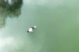 命悬一线！温州一民警跪地心肺复苏，“当时一心只想着把她救活！”图片