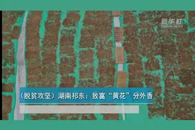 湖南祁东：致富“黄花”分外香