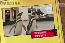 芝加哥企鹅逛博物馆看恐龙视频封面
