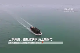 山东荣成：鲍鱼收获季 海上捕捞忙视频封面