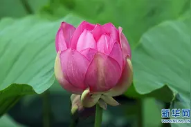 铁岭：湿地荷花美图片