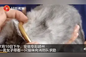 保猫还是保镯子？猫咪被3万元金手镯卡住，被迫向“生活”低头图片