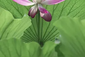 大明湖荷花盛开 美醉了泉城的夏天图片