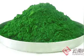 云南小球藻成为高原特色农产品出口新亮点图片